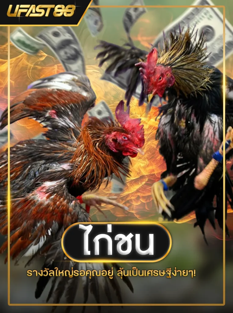 เดิมพันกีฬา ไก่ชน